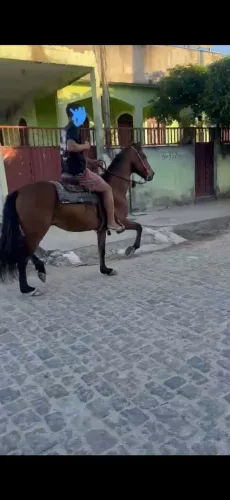 Vendo cavalo