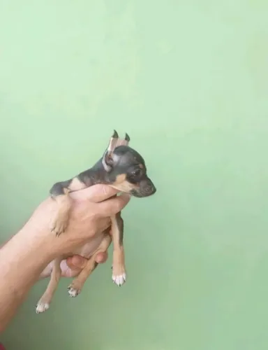 Pinscher Zero Macho Muito Fofo