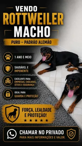 Vende-se rottweiler macho puro
