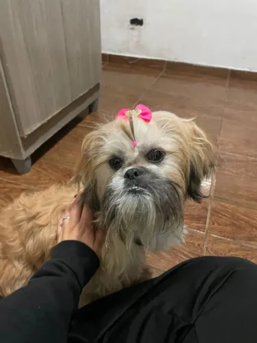 Cachorrinha
