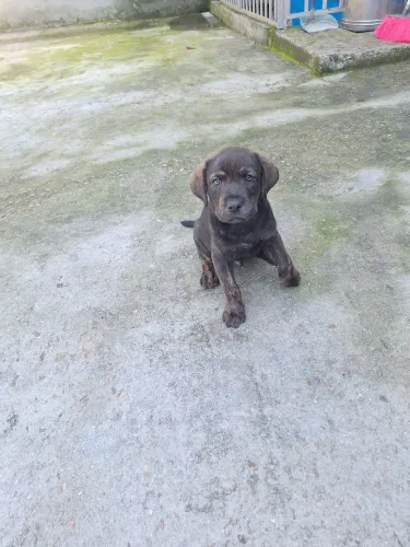 Filhote de Labrador misturado