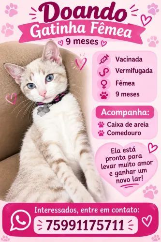 Gato adoção