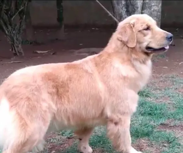 Doando cachorro golden retriver estou sem tempo para cuidar dele