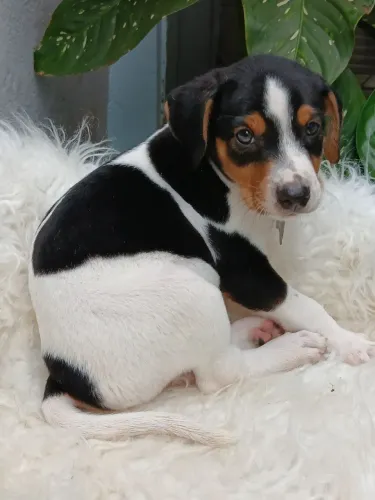 Adoção de animais em Ribeirão 