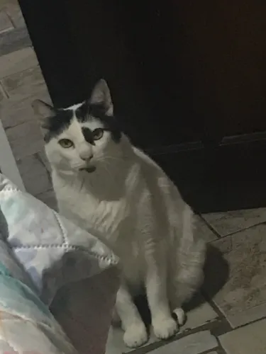 Doação de gato