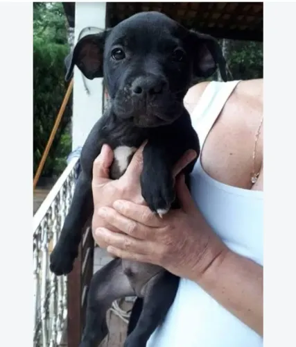 Pit bull filhote
