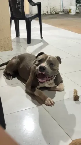 Vendo filhote de American bully com Pittmonsther