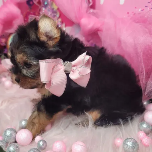 Filhote Yorkshire Terrier/ Um minúsculo cheio de personalidade