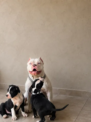 Filhotes de American bully fêmeas