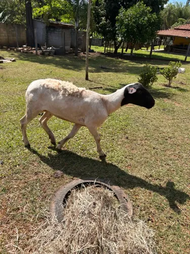 Ovelha DORPER