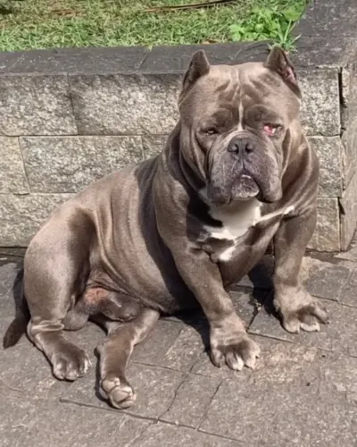 American Bully 