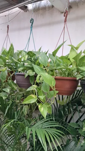 Planta jiboia pequena