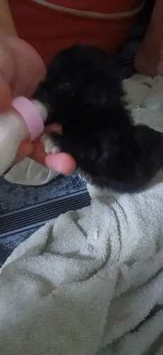 Filhotes de poodle 