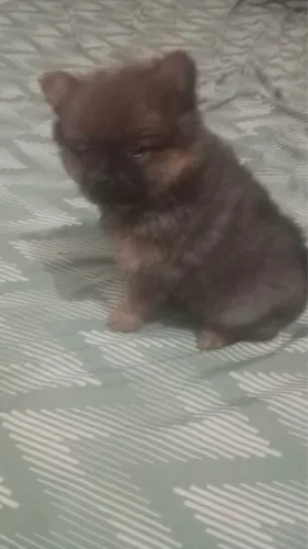 Lindo filhote Sptiz alemão