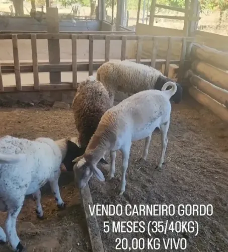 CARNEIRO GORDO VENDO VIVO