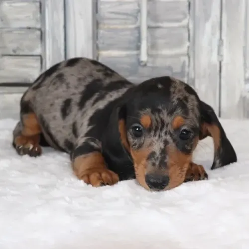 Basset teckel pelo curto