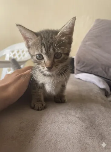 Gatinhos para doação 1mes