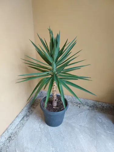 Planta grande