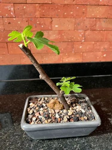 Bonsai de figo para iniciantes