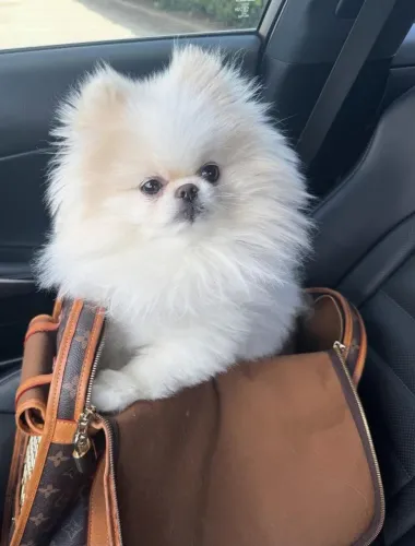 Spitz anão