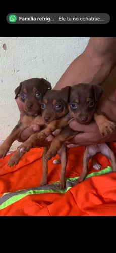 Pinscher Numero 1
