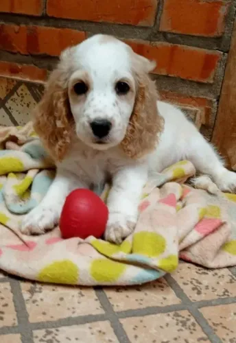 Cocker Spaniel,Cocker Spaniel Filhote Saudável Excelente Companhia