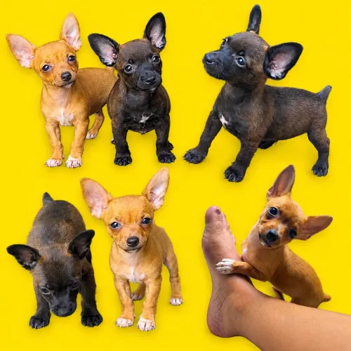 Vende-se filhotes pinscher macho número 1 com 2 meses