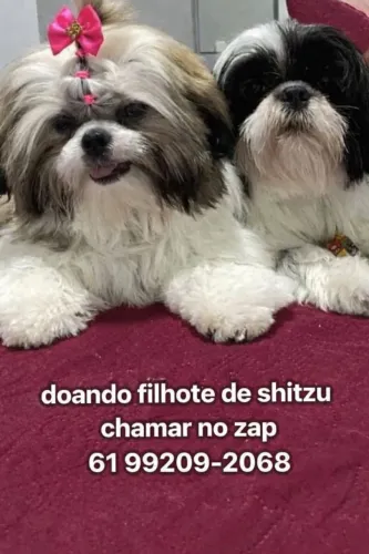 doando cachorro shitzu