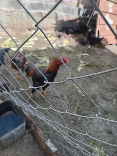Galo indio
