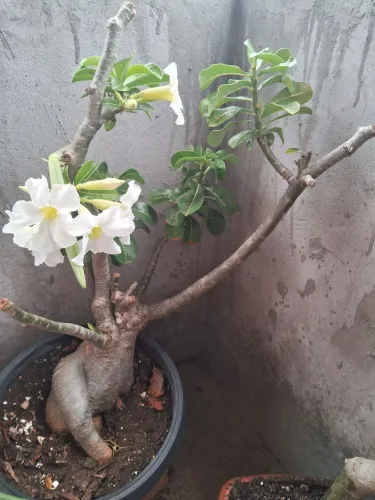 Rosa do deserto