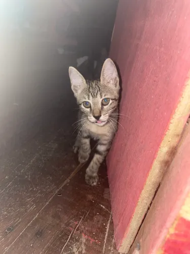 Gata fêmea 