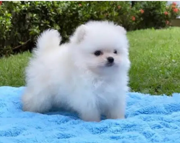 Cachorro Lulu da pomerânia