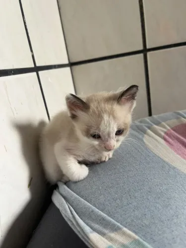 Gatos filhotes para adoção