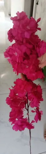 Cerejeira rosa