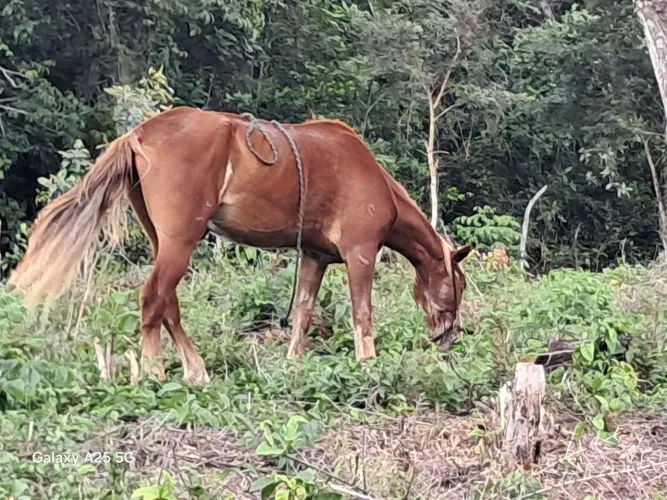Vendo lotes na baixa de areia Catu Bahia