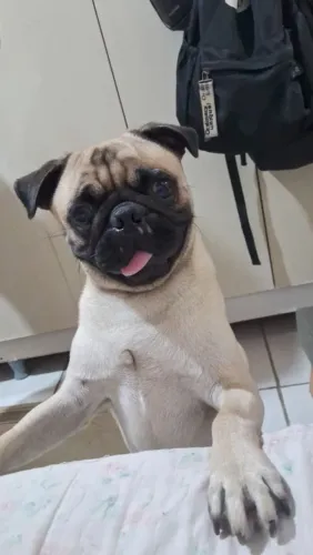 Vendo pug macho filhote 