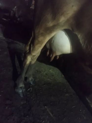 Vaca