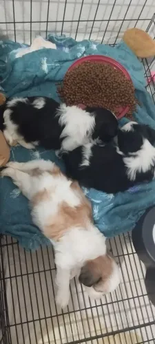 Shitzu 