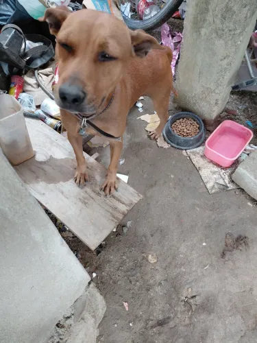 Doação de cachorro femea