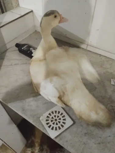 casal de pato