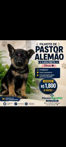 Cachorros 