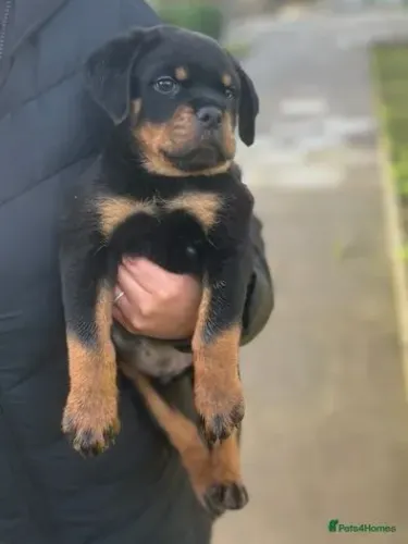 Filhotinhos rottweiler saudável e brincalhão com contrato de venda