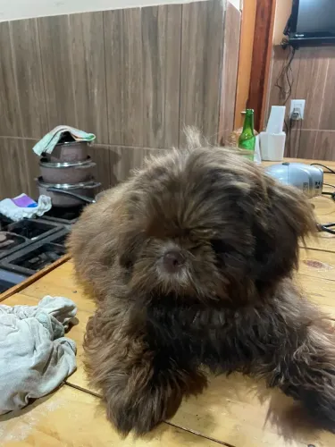 Filhote de Shih Tzu fêmea