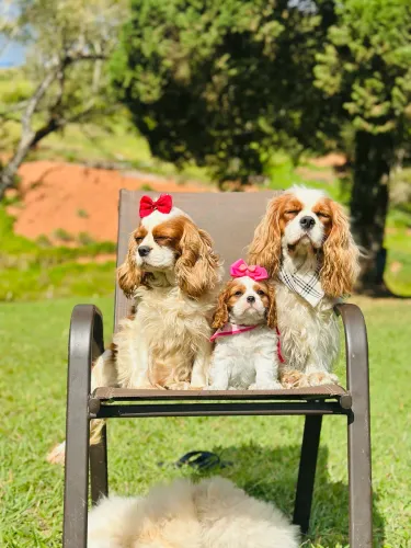 Cavalier king