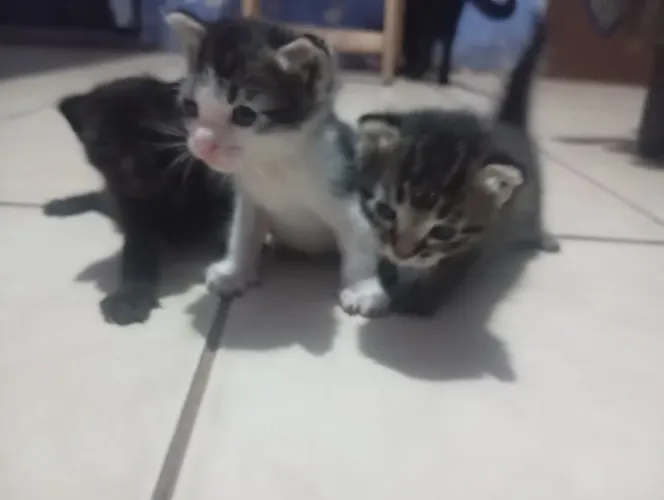 Gatos para adoção, machos e fêmeas 