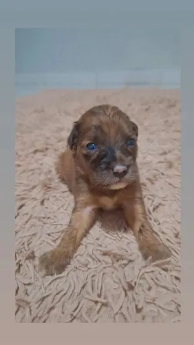 Cachorrinhos para adoção