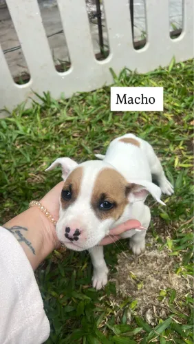 Pit Bull puro