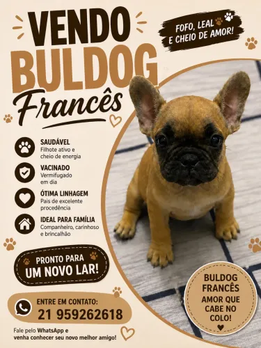 Bulldog francês