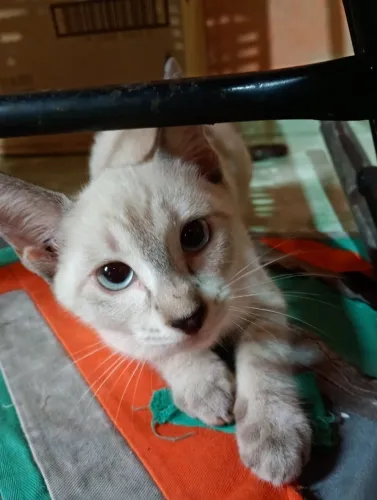 Doação de gatinha