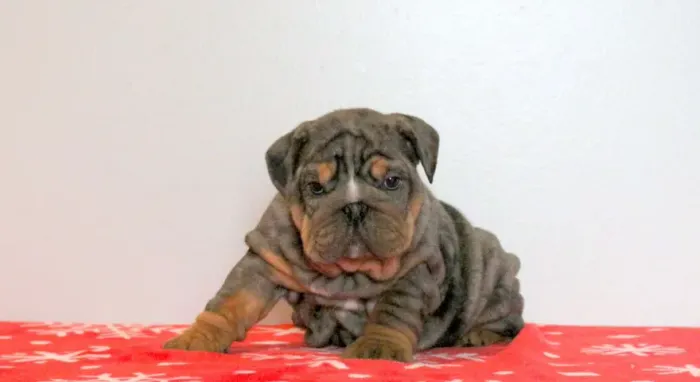 Bulldog Inglês,Bulldog Inglês Filhote Pronto Para Novo Lar